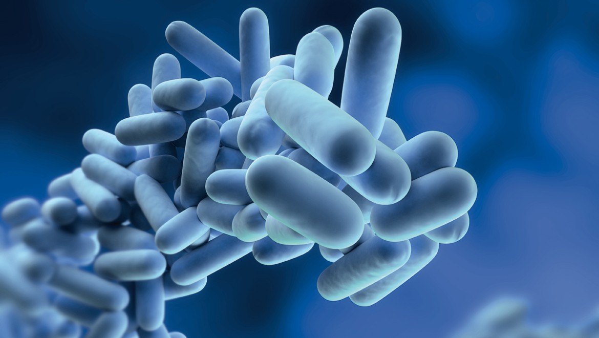 Legionella in acqua potabile al microscopio